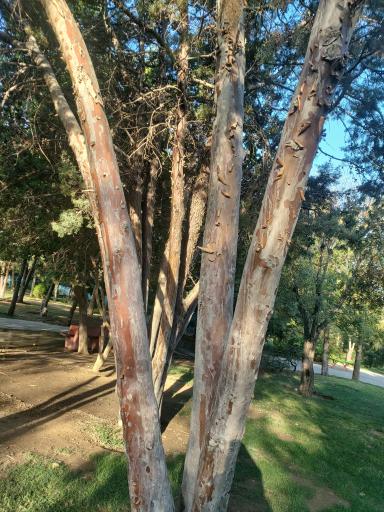 عکس بوستان امیرکبیر