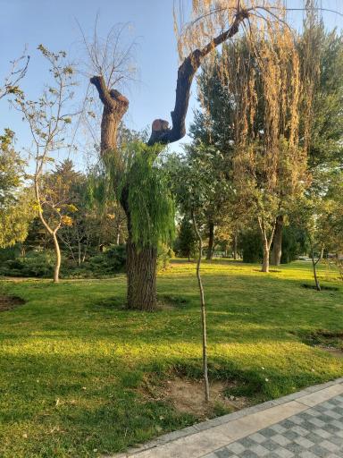 عکس بوستان امیرکبیر