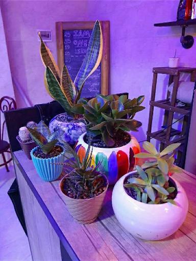 عکس کافه یدونه