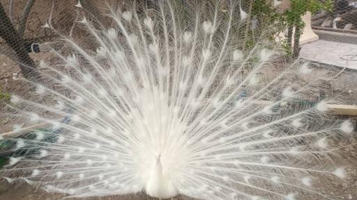 عکس مجموعه ماکیان زیبای رهنان 