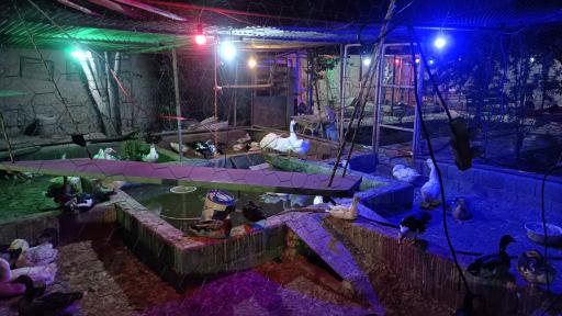 عکس مجموعه ماکیان زیبای رهنان 