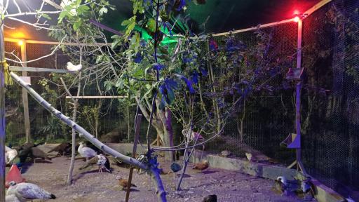 عکس مجموعه ماکیان زیبای رهنان 