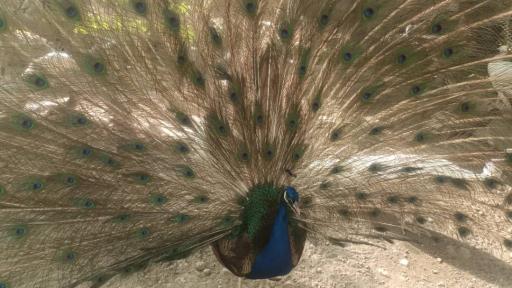 عکس مجموعه ماکیان زیبای رهنان 