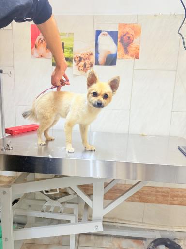 دامپزشکی راپر