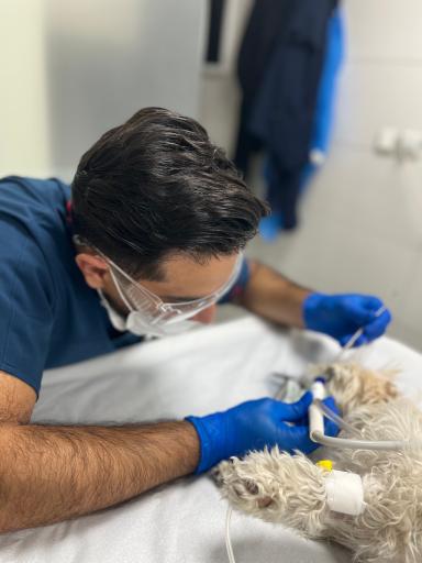 عکس دامپزشکی راپر