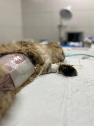 عکس دامپزشکی راپر