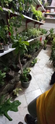 عکس گل و گیاه نارگل