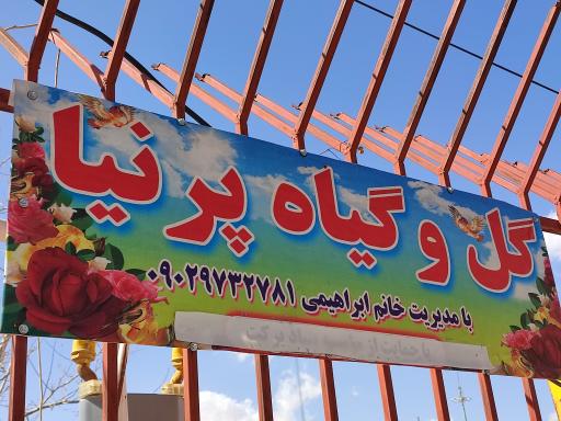 عکس گل و گیاه پرنیا