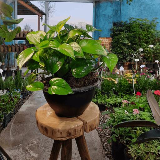 عکس گل و گیاه پرنیا