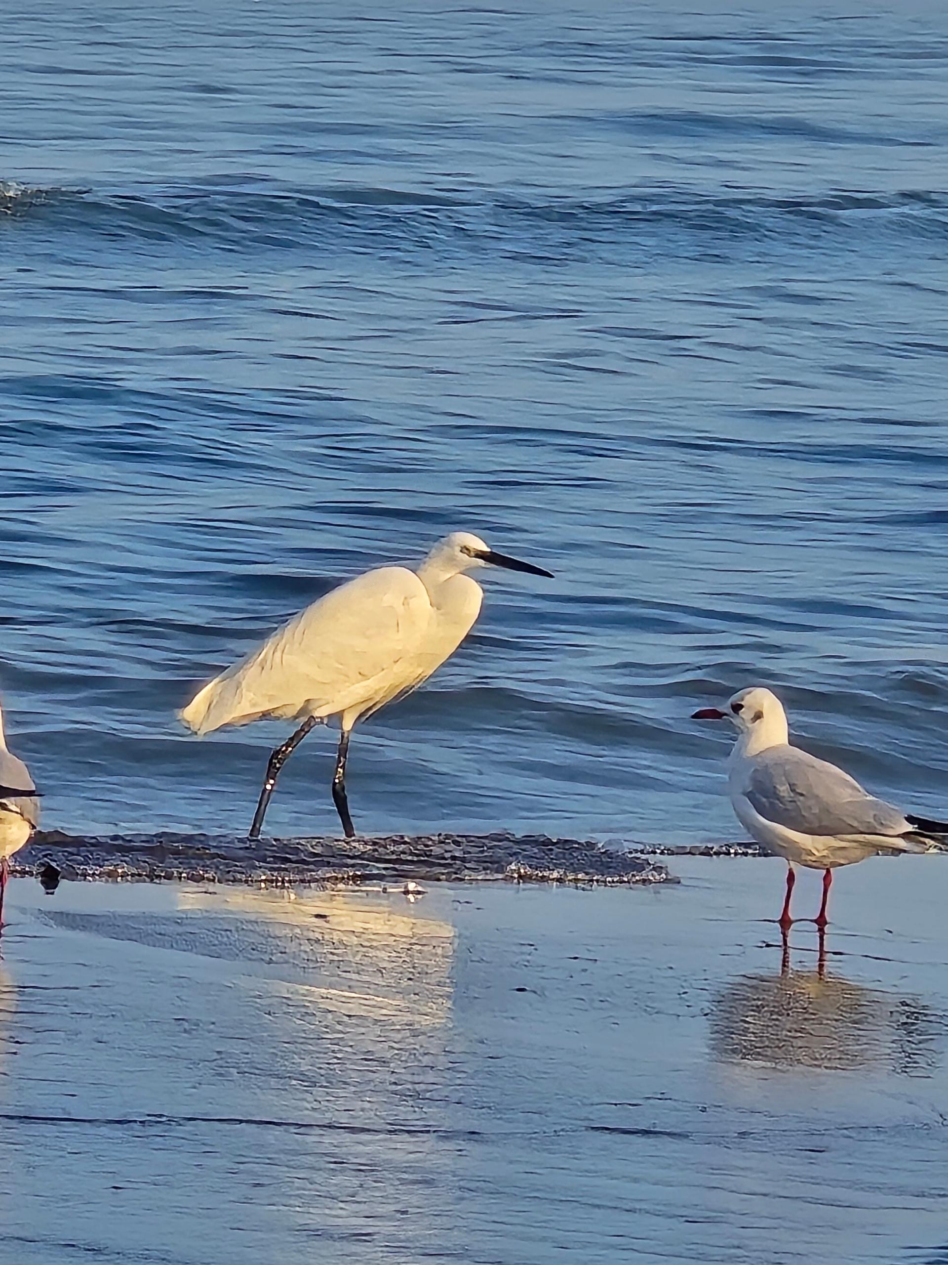 عکس ساحل شهسوار 