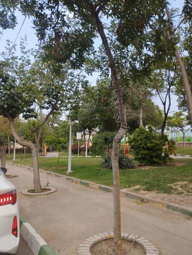 عکس بوستان اقاقیا