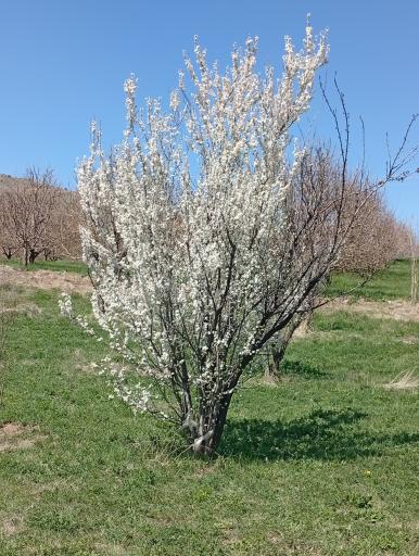 عکس خان دره سی (دره شهدا)