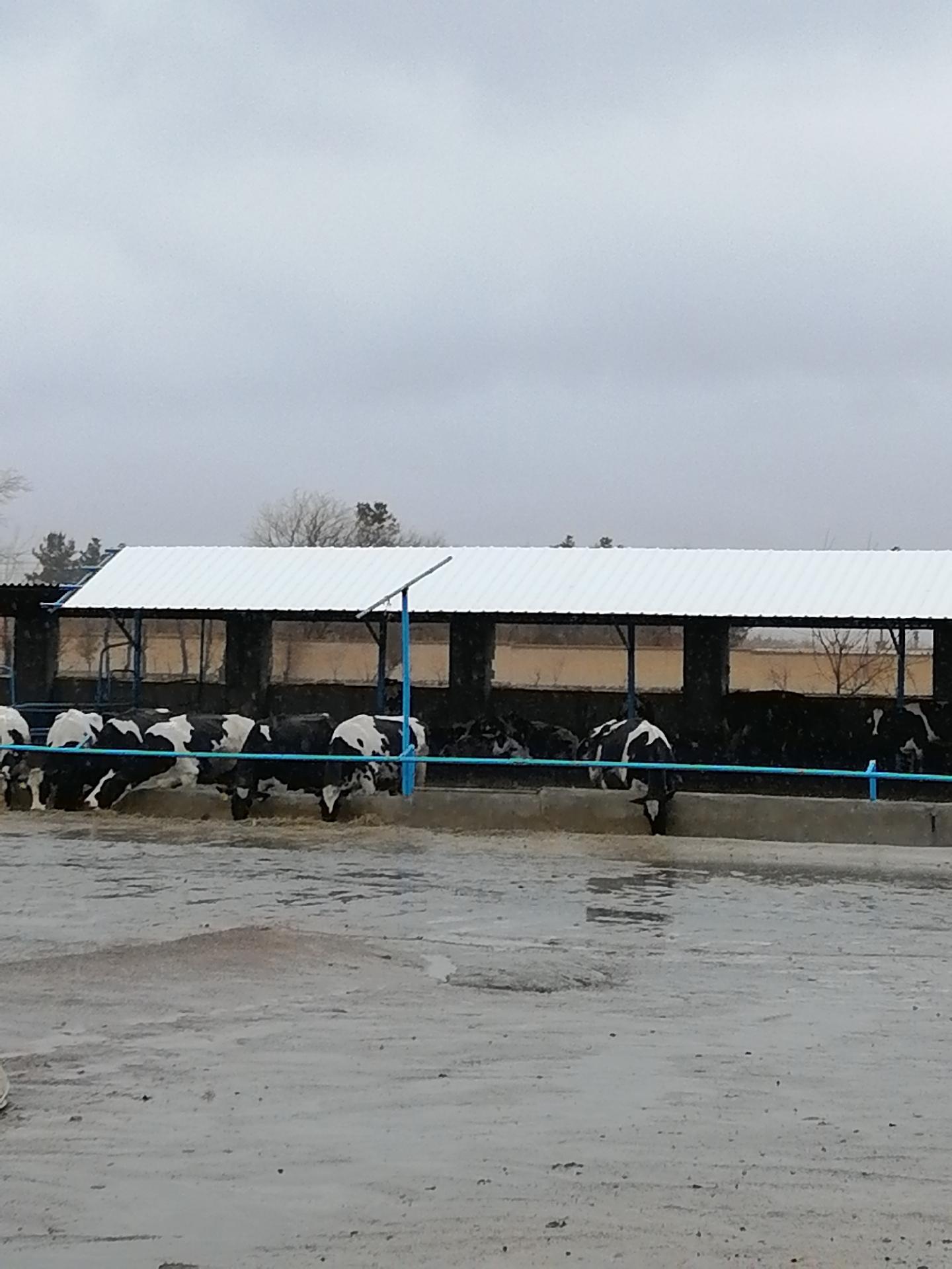 عکس گاوداری محمدحسن رضازاده