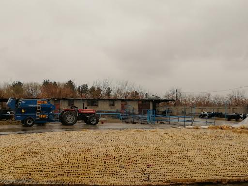 عکس گاوداری محمدحسن رضازاده