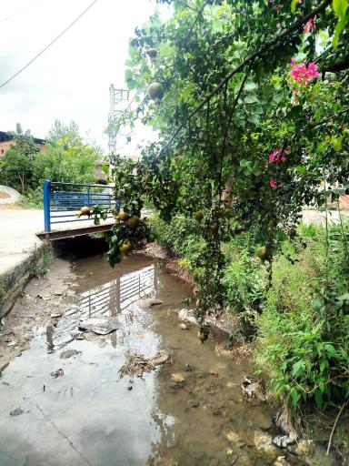 عکس رشکلا
