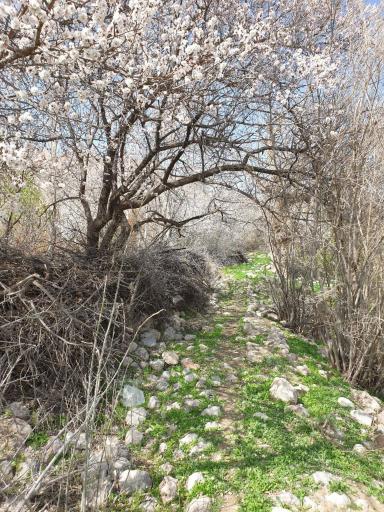 عکس اردکول