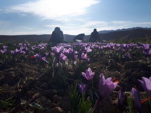 عکس اردکول