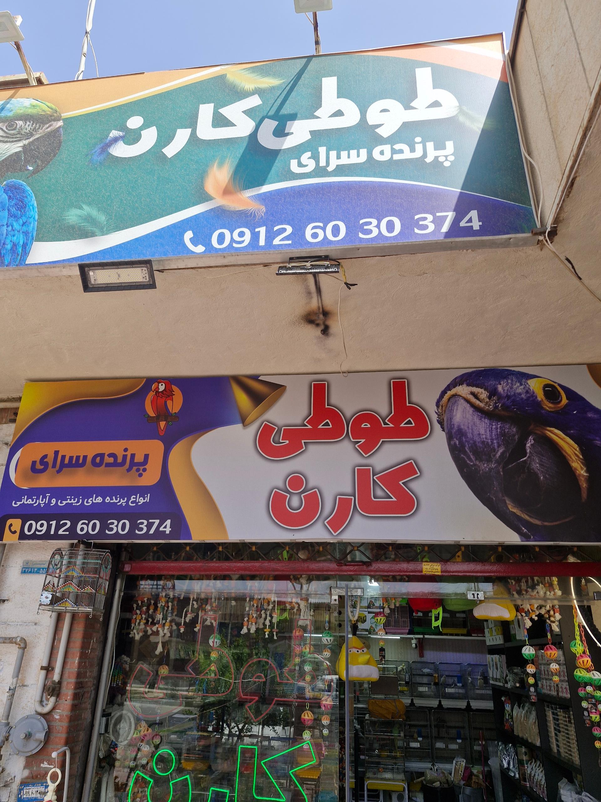 عکس طوطی کارن 