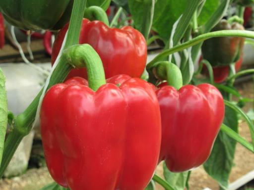 عکس گلخانه جولایی