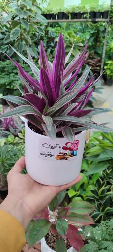 عکس گلخانه پوژان بجنورد شعبه دوم 