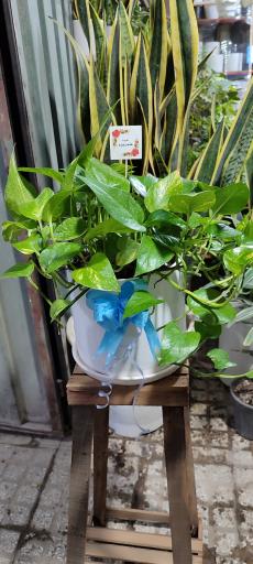 عکس گلخانه پوژان بجنورد شعبه دوم 