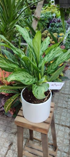 عکس گلخانه پوژان بجنورد شعبه دوم 