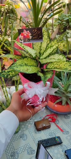 عکس گلخانه پوژان بجنورد شعبه دوم 