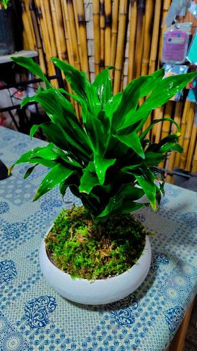 عکس گلخانه پوژان بجنورد شعبه دوم 