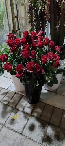 عکس گلخانه پوژان بجنورد شعبه دوم 