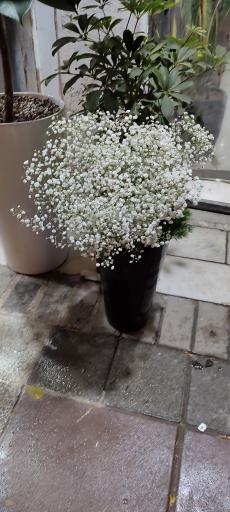 عکس گلخانه پوژان بجنورد شعبه دوم 