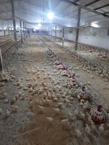 عکس پرورش مرغ مهر انگیز پور حمید سنگاچینی