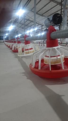 عکس پرورش مرغ مهر انگیز پور حمید سنگاچینی