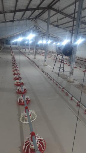 عکس پرورش مرغ مهر انگیز پور حمید سنگاچینی