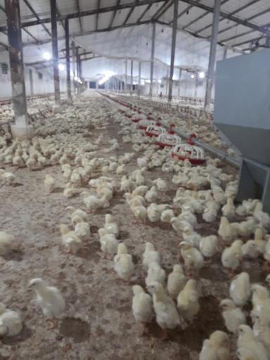 عکس پرورش مرغ مهر انگیز پور حمید سنگاچینی