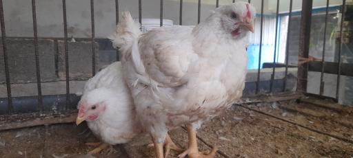 مرغ ماشینی زنده محمدهاشمی