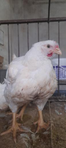 عکس مرغ ماشینی زنده هاشمی