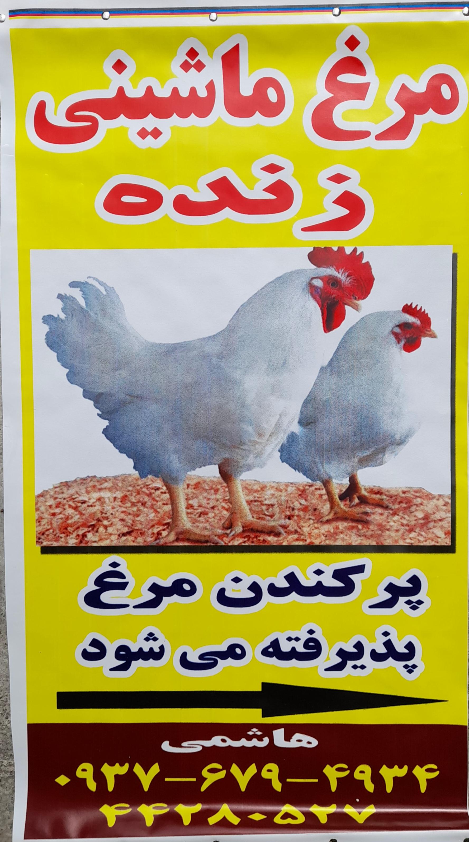 عکس مرغ ماشینی زنده محمدهاشمی