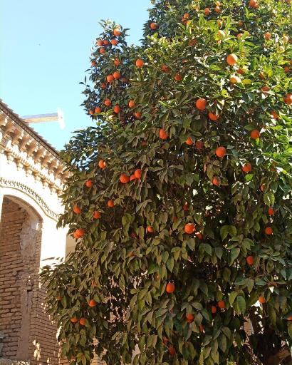 عکس سرای تورانیان 