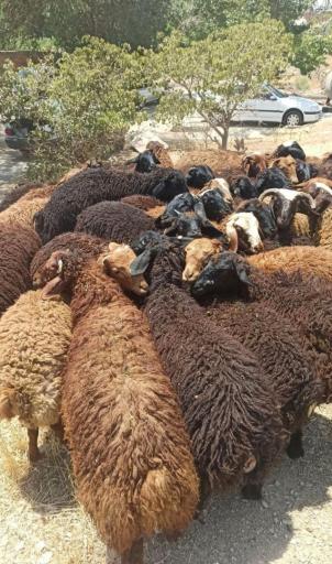 عکس گوسفند زنده خلج 