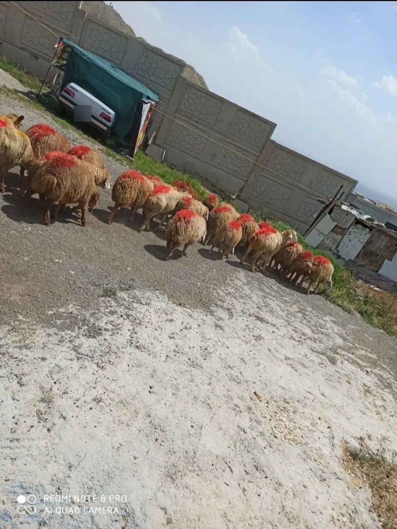 عکس گوسفند زنده خلج 