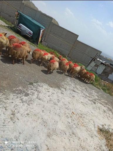 عکس گوسفند زنده خلج 