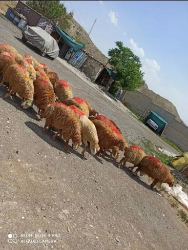 عکس گوسفند زنده خلج 