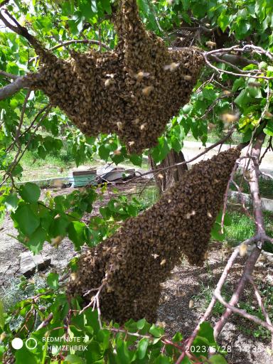 عکس عسل صادق