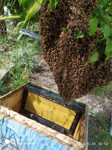 عکس عسل صادق