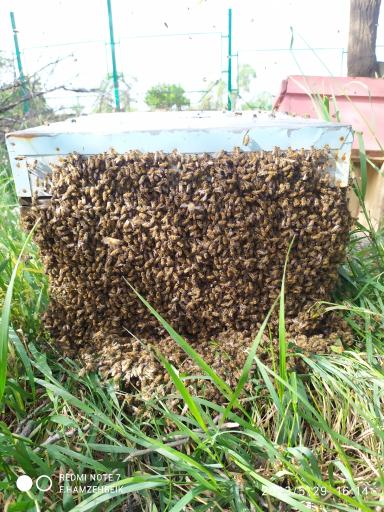 عکس عسل صادق