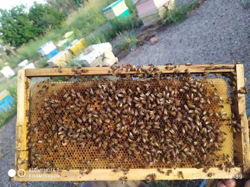 عکس عسل صادق