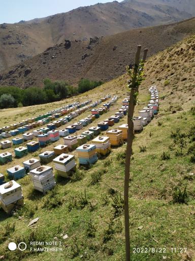 عکس عسل صادق