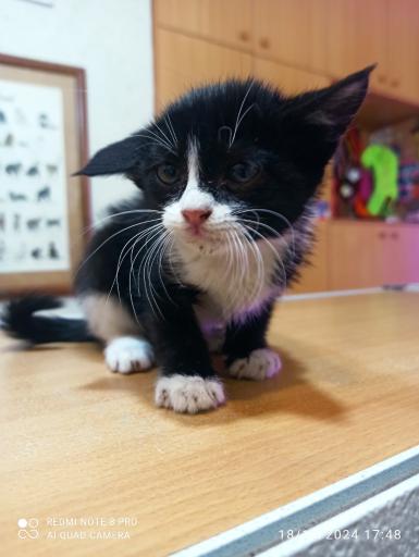 عکس کلینیک دامپزشکی ظفر