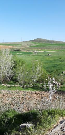 عکس گل قباغ