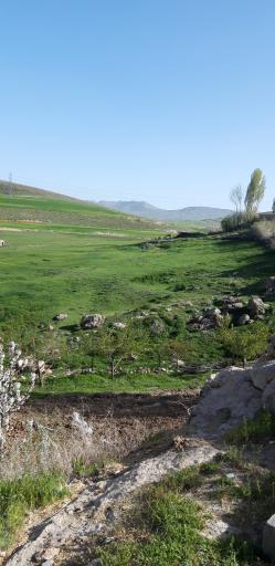 عکس گل قباغ